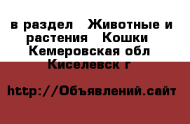  в раздел : Животные и растения » Кошки . Кемеровская обл.,Киселевск г.